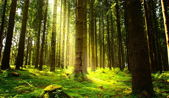 Sustainable Commitment, Building a Greener Future